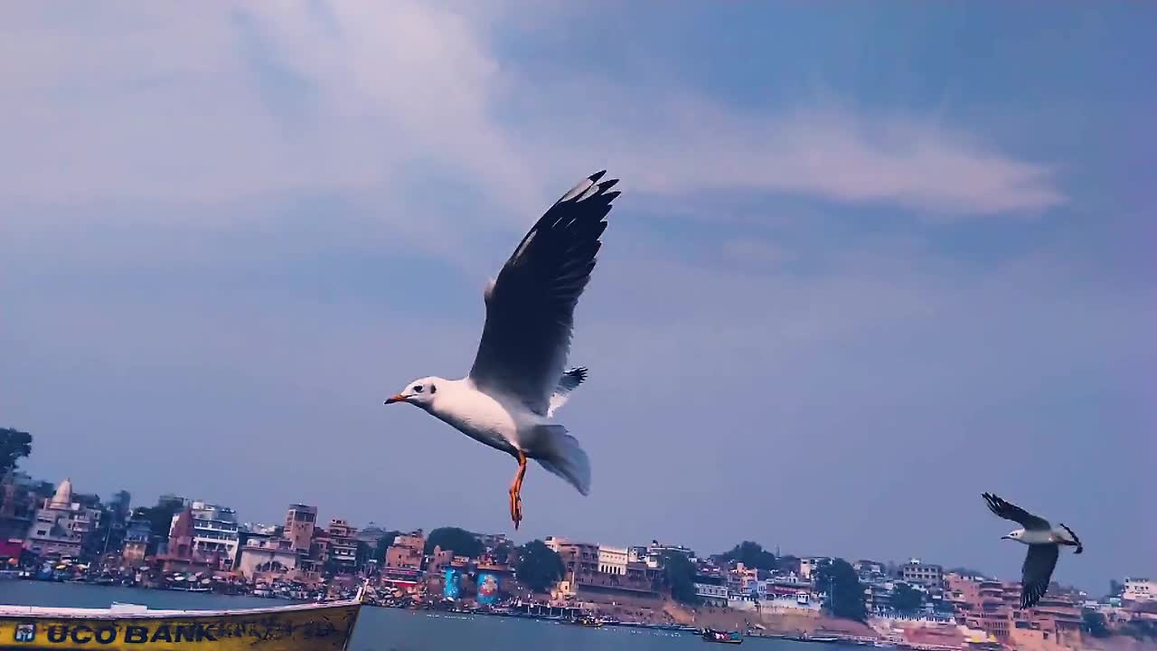Seagull flying awesomely with travelers