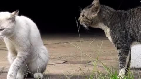 Two real cat fight compilation video