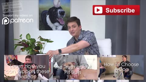 Are Dog Parks a Good Idea for your Dog-