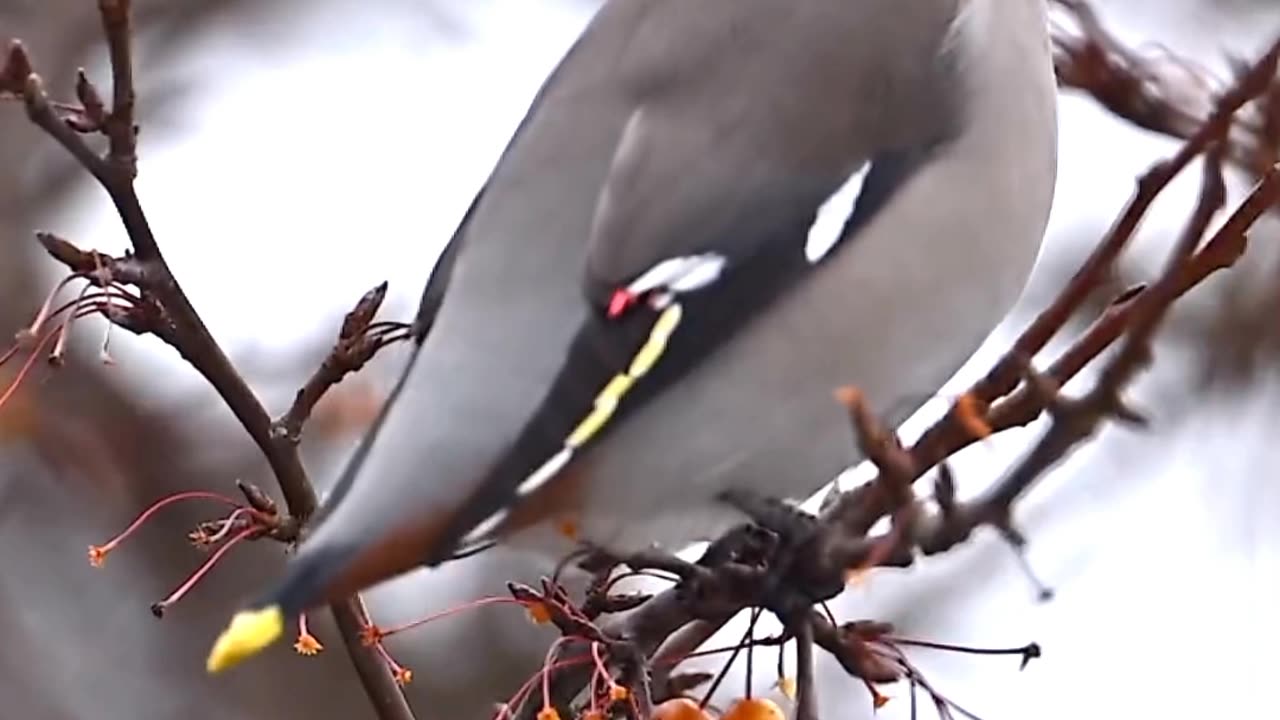 Satisfying Bird ASMR That Makes You Calm Original Satisfying Videos PART - 65