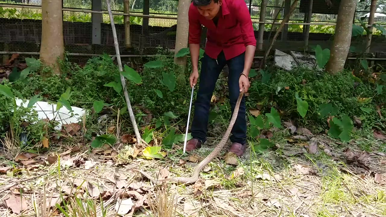 Caught Cobra Cut Out Of Poultry Farm Netting