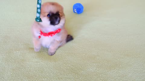 🙂OMG🙂 Cute puppy 😍 Playing