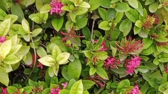 Natural Flower video