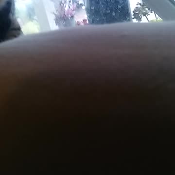 The marine cat fighting the zombie hand