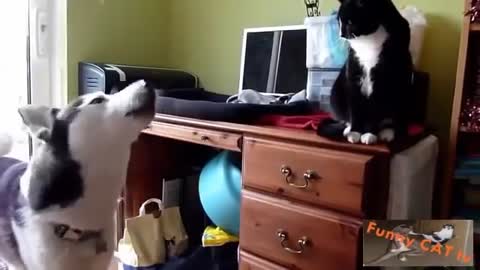 FUNNY CATS MEETING DOGS FOR THE FIRST TIME