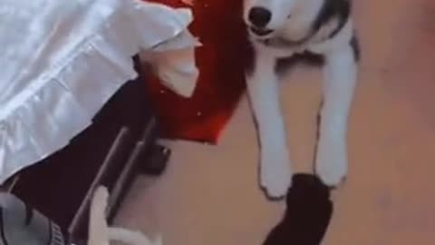 Dog angry with his owner
