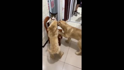 Funniest Cats And Dogs Videos | Best Funny Animal Videos 11