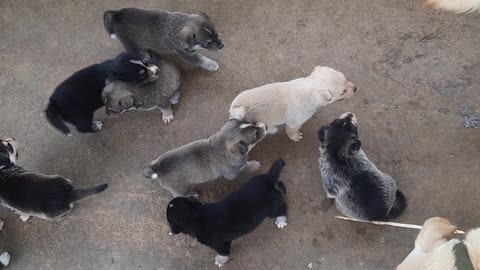 Siberian husky crossing lap. This is the result