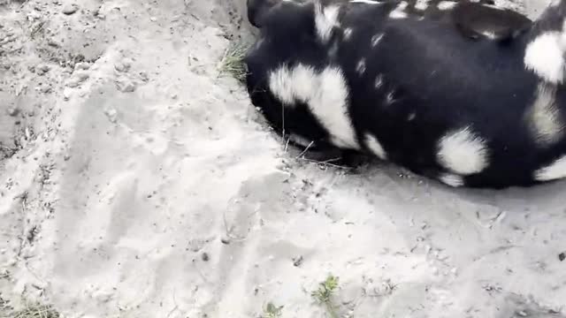 Rescuing a Goat with its Head Stuck in a Hole