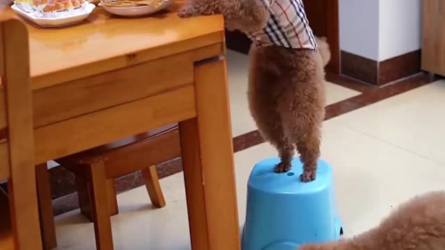 Smalldogcutdog