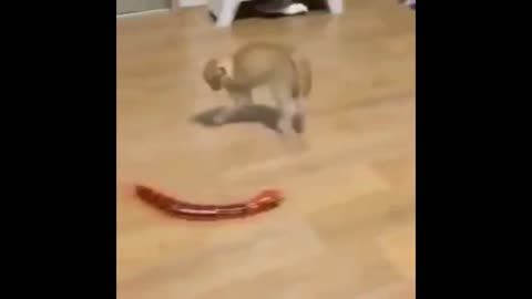 helpless kitten