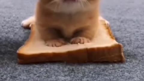 Ohhh my god !! Noo.. it's little dog🙏