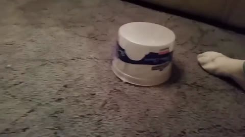 cat being funny 01