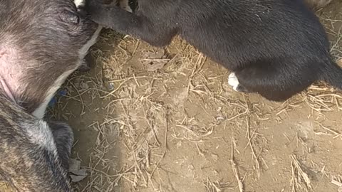 Animal dog puppy's mother drunk mother