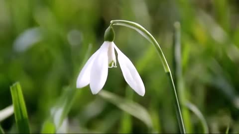 relaxing music love music meditation music study music