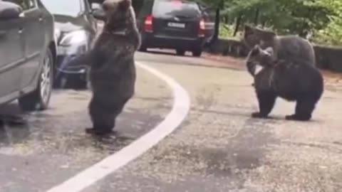 ΚΟΛΛΑ 5 ΜΕ ΑΡΚΟΥΔΑ