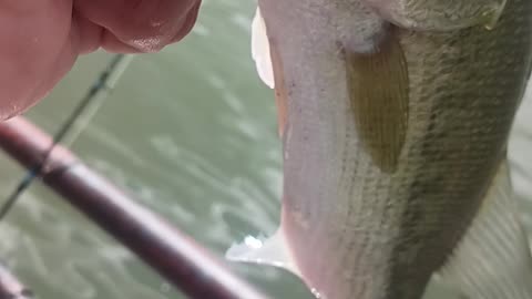 Largemouth bass