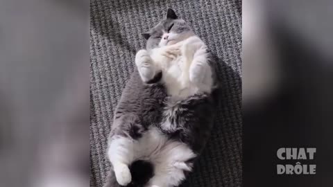 Essayer De Ne Pas Rire, Vidéo De Chat À Mourir De Rire #2