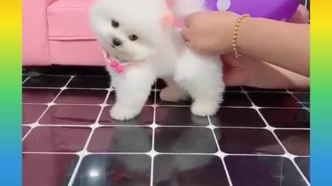 Dog fane video 😝