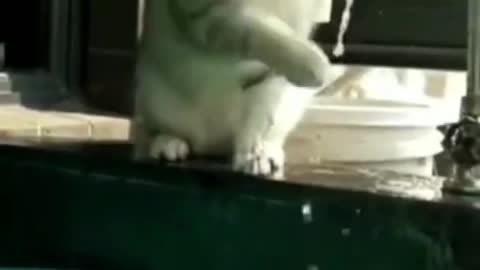 Funny animal video