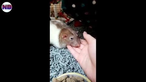 Beutiful Anima video