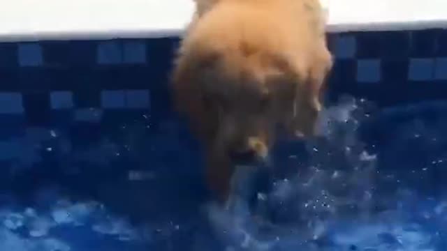 Baby Dogs -Funniest and Cutest Labrador Puppies | Best Funny Animal Videos Of 2022