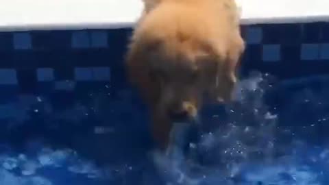 Baby Dogs -Funniest and Cutest Labrador Puppies | Best Funny Animal Videos Of 2022