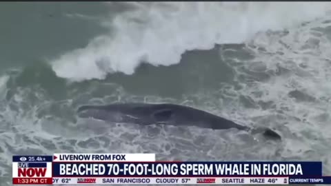 Venice Florida beached 70 foot whale