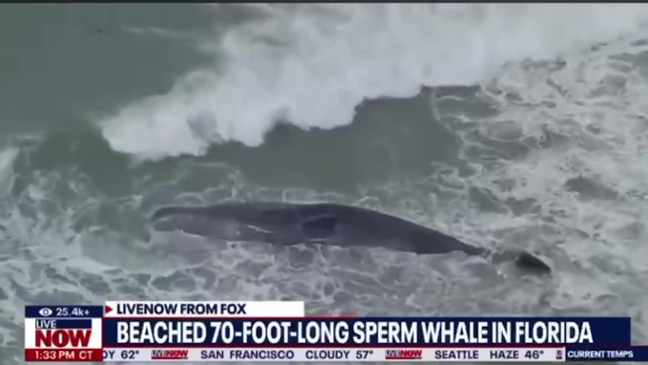 Venice Florida beached 70 foot whale