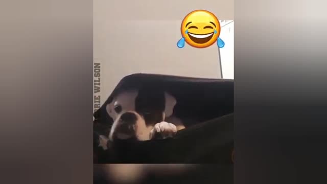 Who Let The Dogs Out