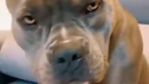 Funny dog video/ dog reaction