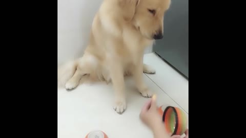 Funny Dog And Cat