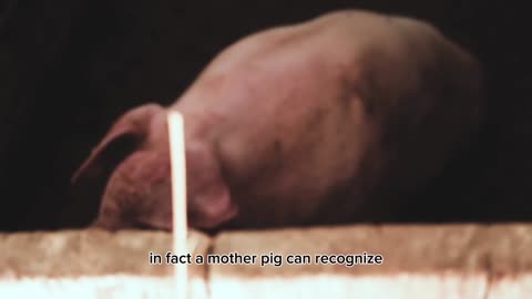 Facts obout pig