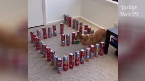 Very Funny Video Shots
