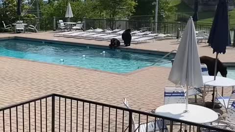Black bears crash a pool party, viral video wins hearts!!
