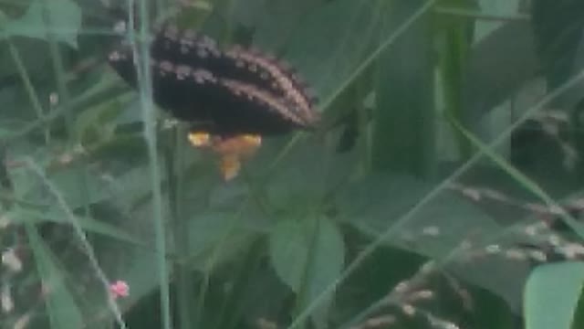 A Beautiful Butterfly Feeding