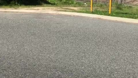 Trapped Kangaroo