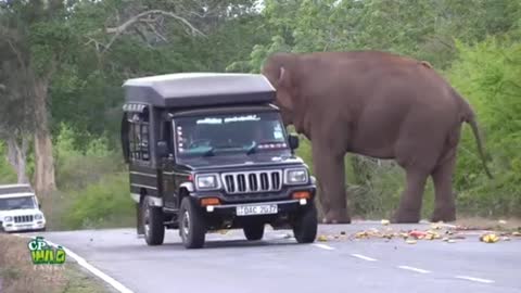 Elephant in sir lanka