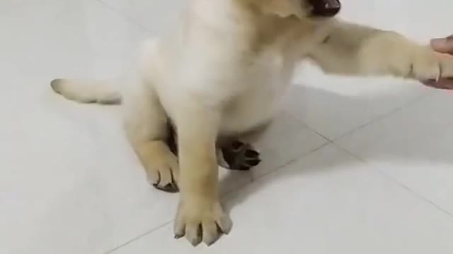 Hand shake 🐶puppy training video