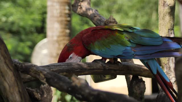 Beautiful Macaw parrot eating on a branch.