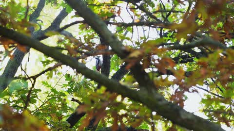 Woodpecker in Tree