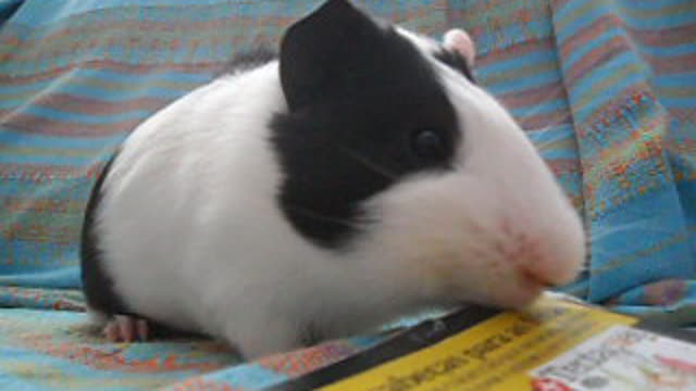 Cute Guinea Pig