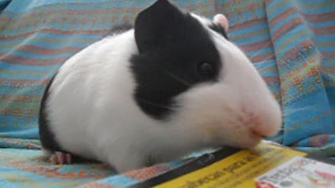 Cute Guinea Pig