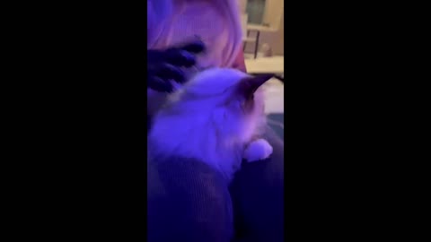 Cute Fluffy Ragdoll Cat Being Brushed with Pet Mitts