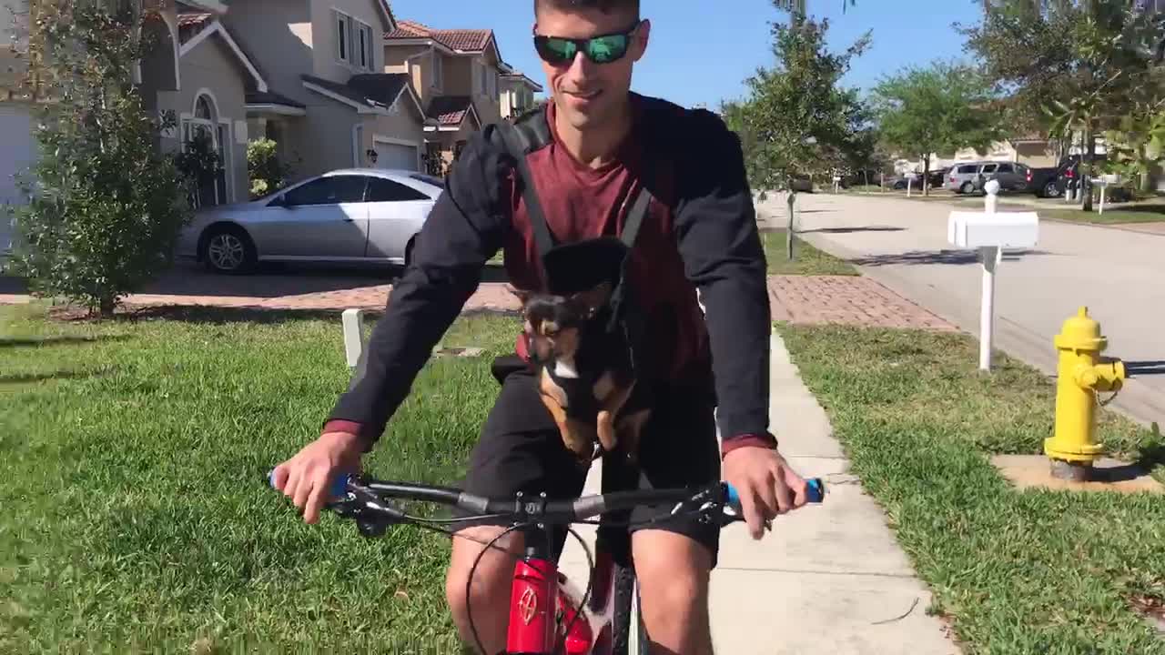 Cute puppy goes for mountain bike ride with her daddy