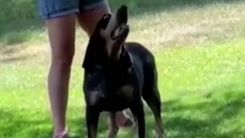 Funny animals videos cats & dogs #funnycats #funnyvideo #funnymemes #funnydogs