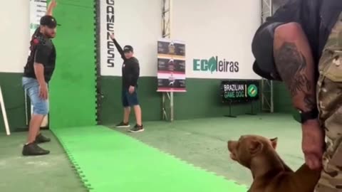 Trained dog jumps 4 meters! 🐾💥 Incredible skill and training! #AmazingDogs
