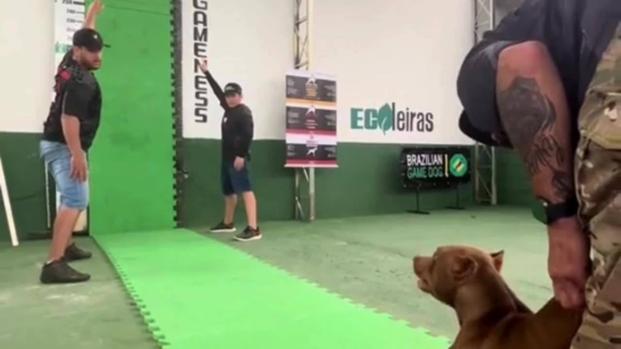Trained dog jumps 4 meters! πΎπ₯ Incredible skill and training! #AmazingDogs
