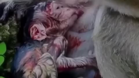 How to Birth a baby of monkey?