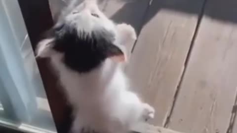 AWW SO CUTE! Cutest baby animals Videos Compilation Cute moment of the Animals - Cutest Animals #24